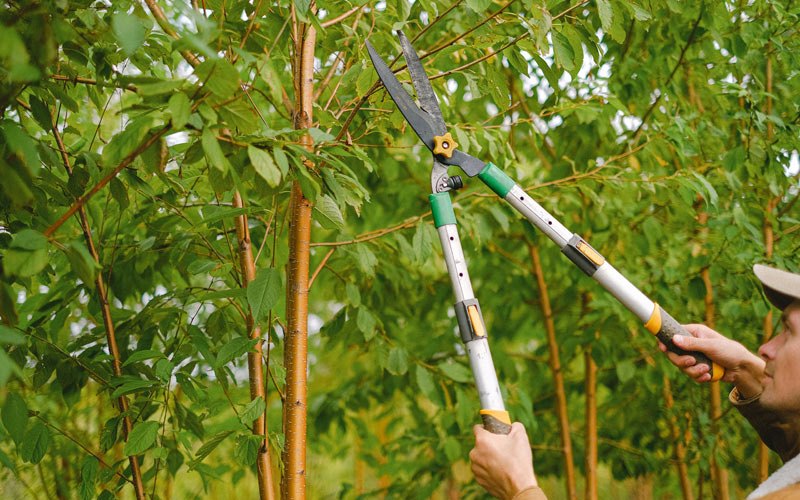 Tree trimming in Hood River, OR